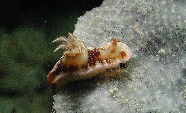 Hypselodoris reidi